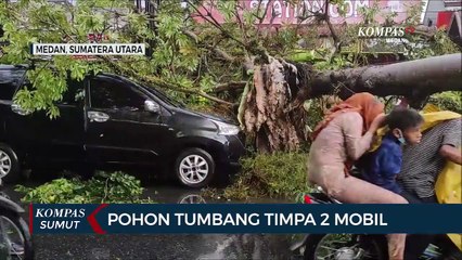 Pohon Tumbang Timpa 2 Mobil di Medan