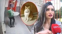 İstanbul’da sitede kedi tartışması: ‘Kafese koyup boş bir arsaya bıraktık’