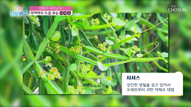 체지방 감소에 도움을 주는 시서스에 함유된 ‘퀘르세틴’ TV CHOSUN 220506 방송