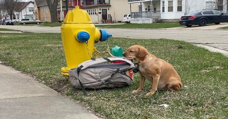 Une chienne a été retrouvée attachée à un poteau avec une note déchirante écrite par son ancien maître