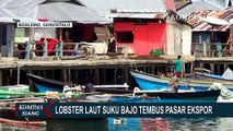 Tembus Pasar Ekspor, Nelayan Ikan Suku Bajo Mulai Beralih ke Lobster Laut