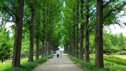 산림 올림픽 폐막..."산림 복원에 'K-조림' 확산" / YTN