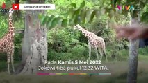 Libur Telah Tiba, Jokowi Ajak Cucu ke Kebun Binatang