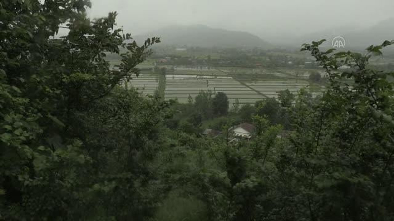 İran'da çiftçiler pirinç ekimine başladı