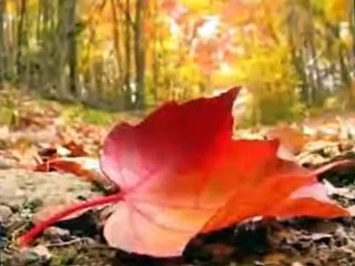 Puiu Nastase -  a cazut o frunza-  n calea ta