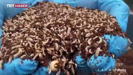 'Sinekten' kozmetik hammaddesi üretildi