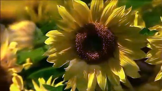 the most beautiful Quran Recitation - Heart Touching - Really emotional