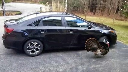 Turkey Circles Car