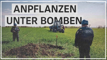 Anpflanzen im Minenfeld: „Wir können den Anbau nicht stoppen“ 
