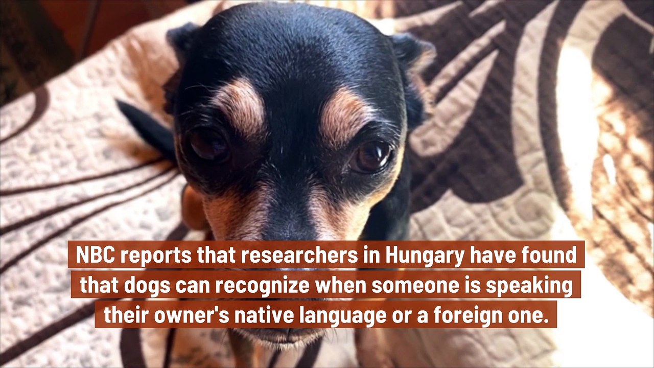 According to a New Research, Dogs Can Distinguish Foreign Languages