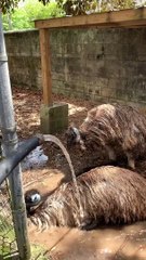 Splash Splash Emu