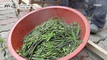 농부 엄마의 고사리 사랑법