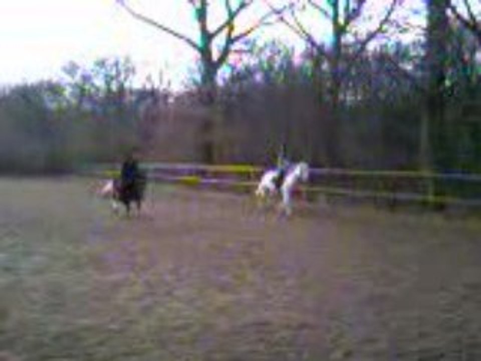 Galop Koala