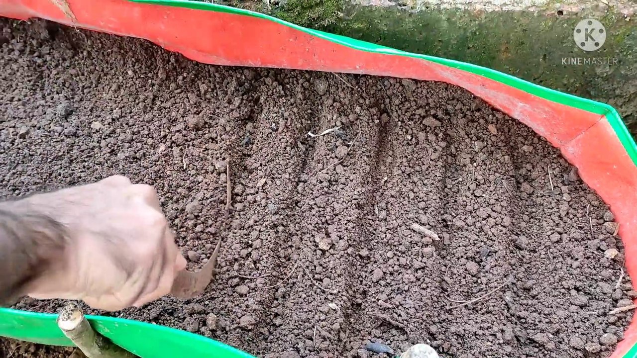 coriander how to grow