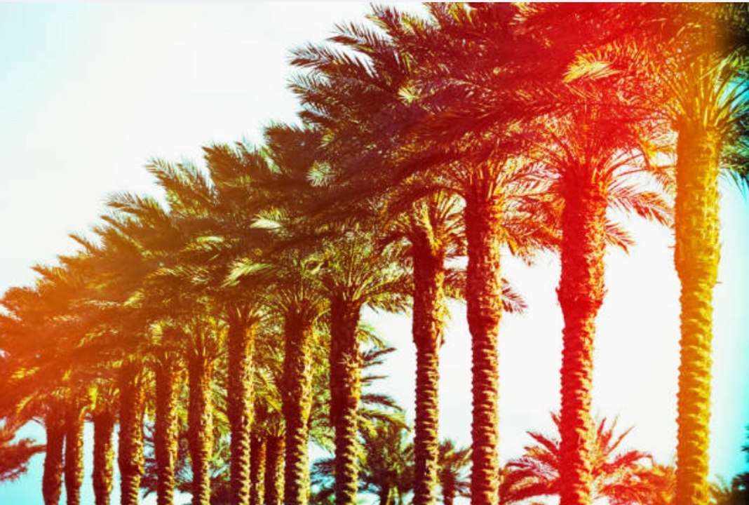 The Extinction of Megaherbivores Affected the Evolution of Plants, New Study Shows