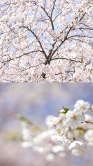 Pix In The 6ix: Shooting Cherry Blossoms