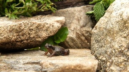 Nadando contra a corrente da extinção