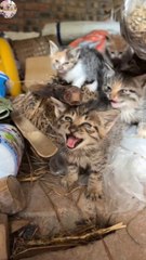❤️❤️ Cute Cat - Funny Cats Video - Cute Animals - Pets Videos - Cat videos