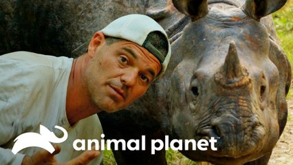 Frank se salva de una embestida de rinoceronte  |  Wild Frank en India | Animal Planet