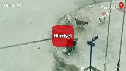 Ankara’da 8 başıboş köpek yolda yürüyen bir kişiye böyle saldırdı