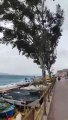 Allarme vento a Messina: sulla litoranea alberi a rischio
