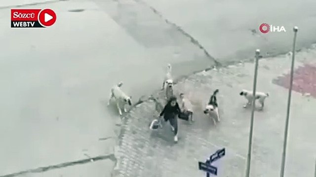 Ankara’da 8 başıboş köpek yolda yürüyen genç kıza saldırdı