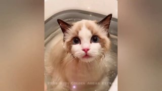 Baby Cat  Cute cat And Funny cats video