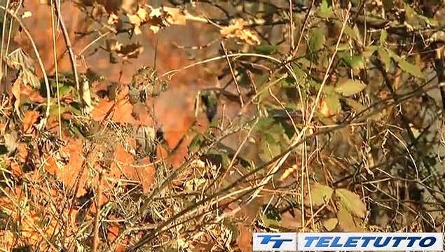 Video News - INCENDI, BRESCIA MAGLIA NERA