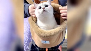 Baby Cat  Cute cat And Funny cats video 2