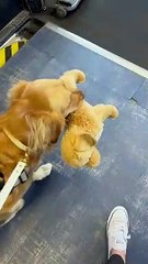 Service Dog Boards Plane With Her Favorite Toy