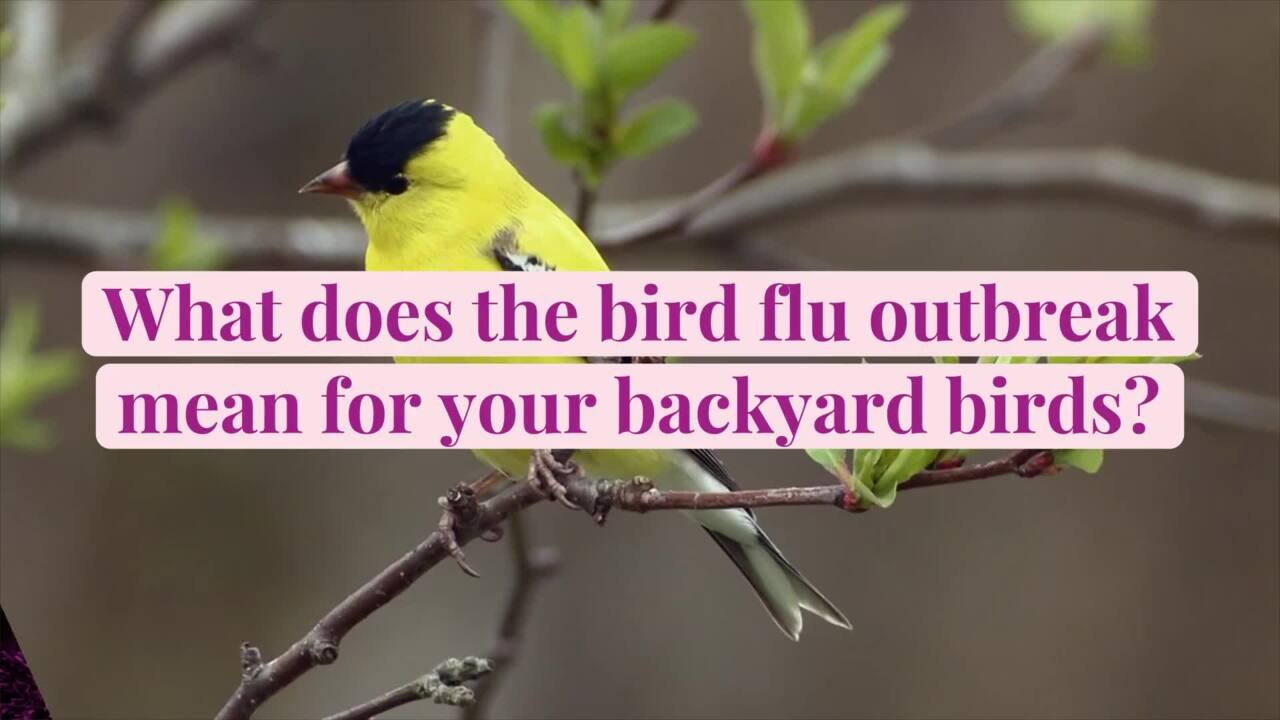 Bird Flu Outbreak: What Does It Mean for Your Backyard Birds?