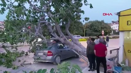 DATÇA'DA DEVRİLEN AĞAÇ, OTOMOBİLİN ÜZERİNE DÜŞTÜ