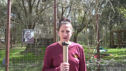 Tiger Predicts BIG GAME!