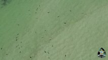 Video muestra decenas de tiburones en playas de la Florida