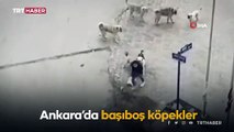 Ankara'da sokak köpekleri genç kıza saldırdı
