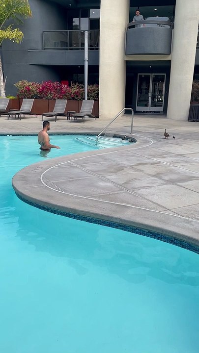 Ducklings Need Help Getting Out of Pool