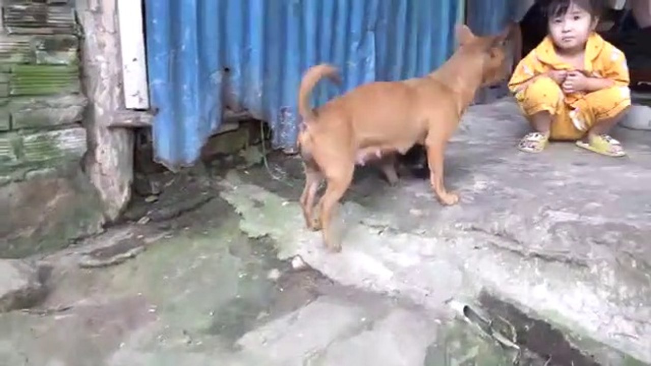 Mother_Dog_Barking_To_Stranger_Protecting_and_Breastfeeding_Her_Cute_Puppy_|_World_Animals_+1