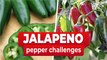 Jalapeno Pepper Challenges