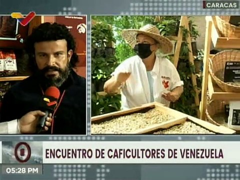 Gobierno de Mérida cultivará 70 mil plantas de café certificadas por la Comisión Nacional de Semillas