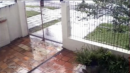 PR: Câmera flagra mulher abandonando filhote de gato; veja