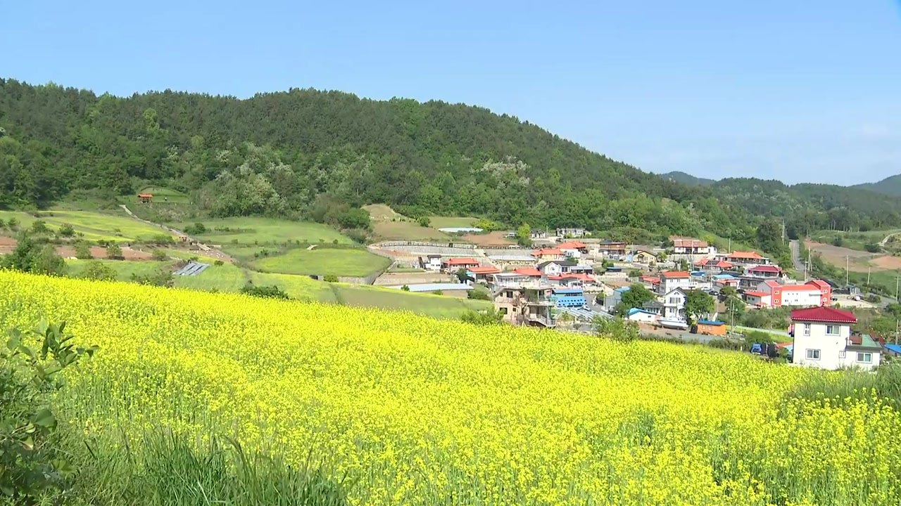 봄기운 가득 담은 유채꽃 만발...노란 물결 일렁이는 전남 장흥 / YTN