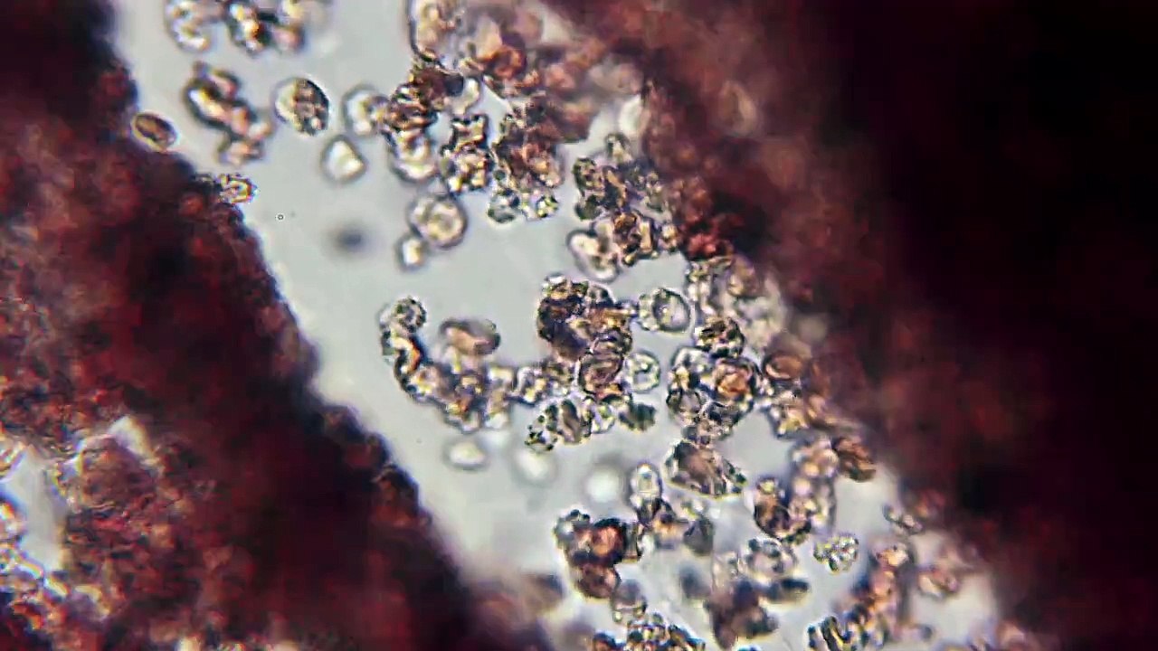 Der Mensch Innere Welten Staffel 1 Folge 2 HD Deutsch