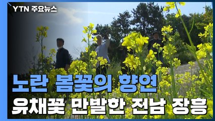 노란 봄꽃의 향연...유채꽃 만발한 전남 장흥 / YTN