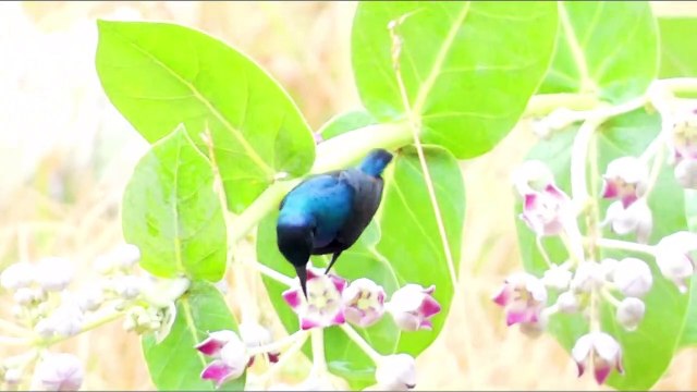 Purple Sunbird Call While Hovering over Flowers and taking Nectar