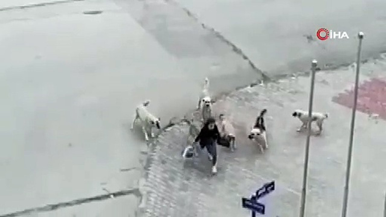 Sokak köpekleri genç kıza kabusu yaşattı! Tüyler ürperten anlar kamerada