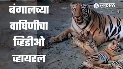 Bengal Tigress | बंगालच्या वाघिणीचा व्हिडीओ व्हायरल | Sakal Media