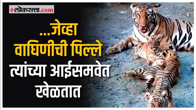 West bengal: पार्कमध्ये वाघिणीच्या पिल्लांनी घेतला आईसमवेत खेळण्याचा आनंद