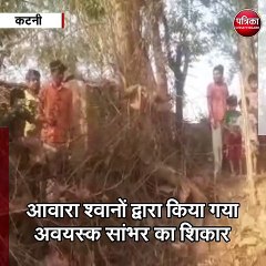 कटनी : आवारा श्वानों द्वारा किया गया अवयस्क सांभर का शिकार