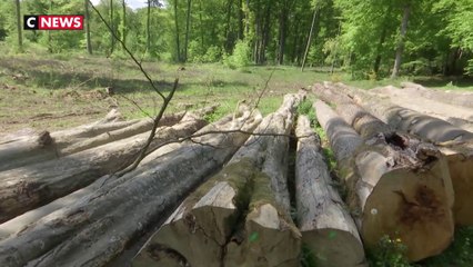 Augmentation des violences contre les gardes-forestiers