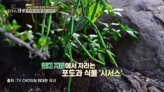 『시서스』 체지방과 체중 감소에 도움이 되는 핵심 건강 비법 TV CHOSUN 20220507 방송